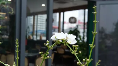 The Bloom Classic - An Excellent Blend of Cozy Living and Urban Relaxation – Photos 10